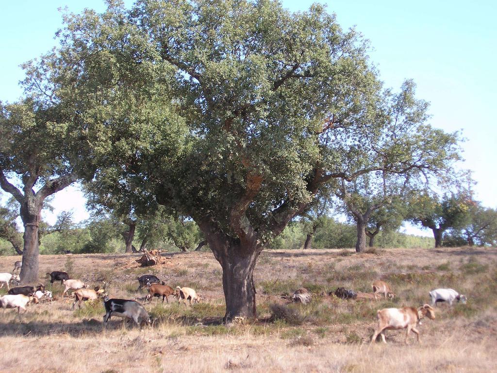 Casa Rural Sierra San Mamede La Codosera Exteriér fotografie